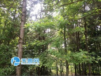 讓森林走進城市 南昌構建城鄉一體綠化新局面