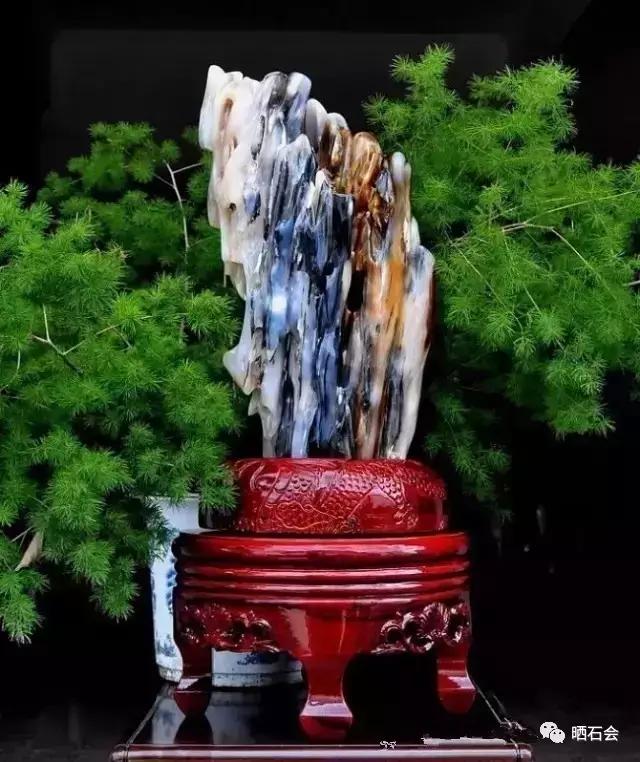 奇石鑒賞：比玉還貴的樹化玉