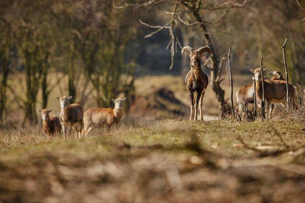 北京：首提劃定城市特定野生動物棲息地