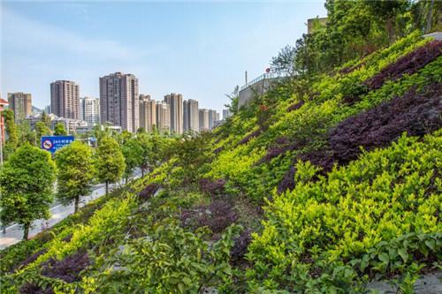 重慶建立立體綠化制度 明確相關(guān)具體規(guī)定