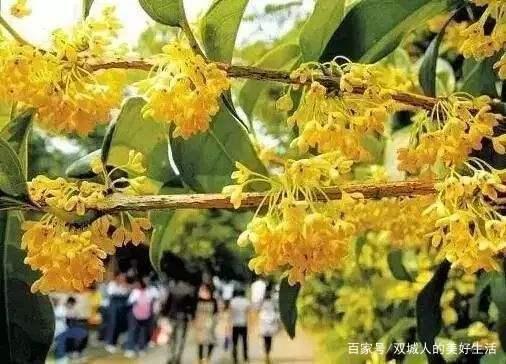 住建部通報成都桂花巷砍樹事件