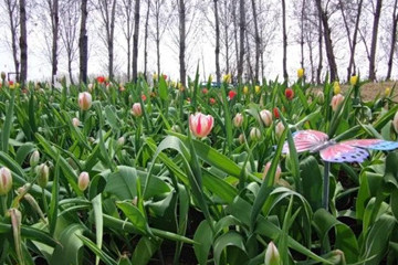 京林生態(tài)花園2021年（第三屆）春季花展即將盛大開幕