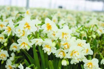 中國花博會專設崇明水仙園 品種有五百年栽培史