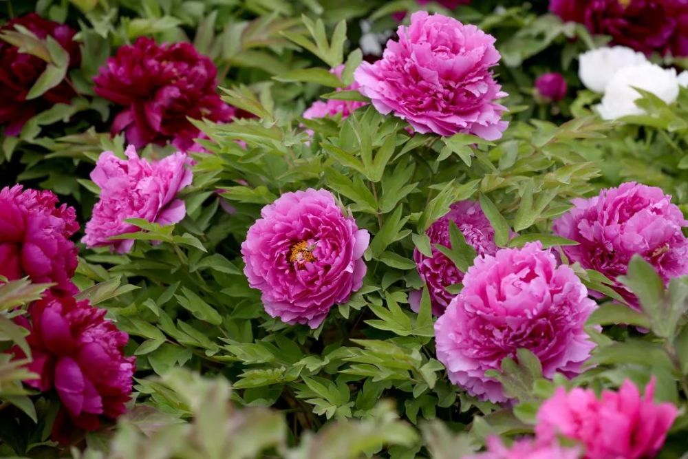 2021年北京牡丹文化節(jié)開幕 展示品種達(dá)600多個