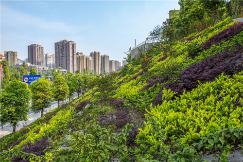 規劃城市綠化不妨“立起來思考”