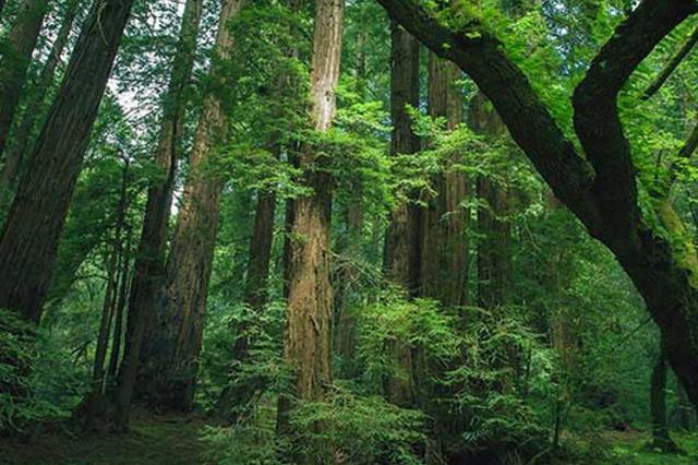 閔慶文：國家公園應重視林業文化遺產