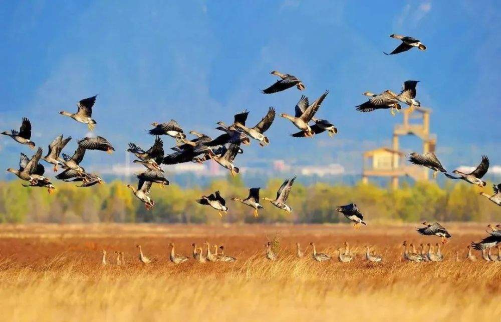 鄭曦:風(fēng)景園林對(duì)生物多樣性的貢獻(xiàn)