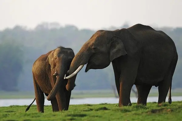 云南省加快創建亞洲象國家公園