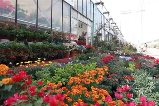 2022全國花卉產銷形勢分析報告發布