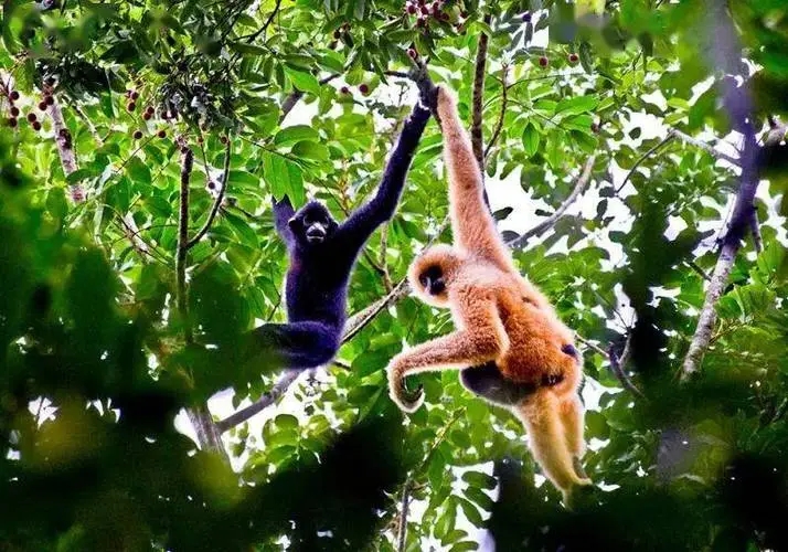 海南奮力打造國家公園“海南樣本”