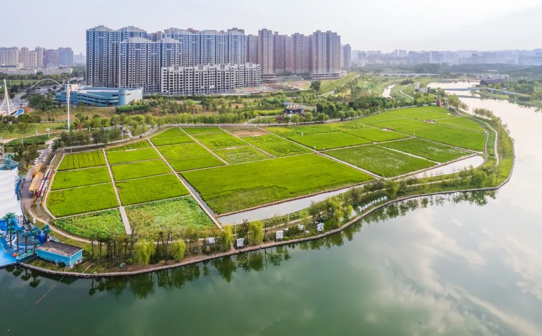 赤地設計丨西安都市田園實踐——稻香園