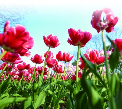 城市客廳“增值”，玄武湖亮出“南京解法”